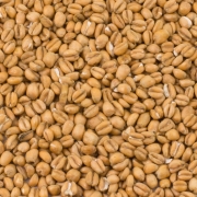 Torrefied Wheat (Crisp) Puffat vete