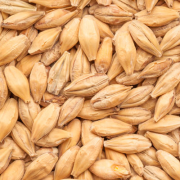 Syramalt , Acidulated malt