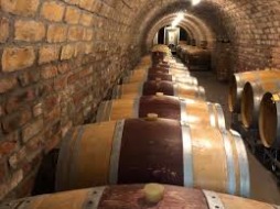 Skånska vingårdar 16 Maj