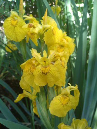 Iris pseudacorus gul svärdslilja dammväxter