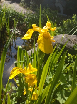 Iris pseudacorus, dammväxt gul svärdslilja
