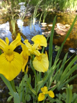 vattenväxt Iris pseudacorus gul svärdslilja