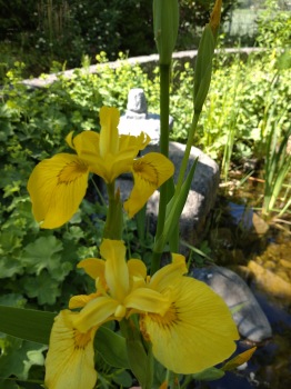 Iris pseudacorus, gul svärdslilja , dammväxter