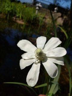 sippsvans Anemopsis californica vattenväxter