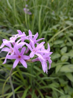 Vattenväxt Tulbagia Tulbaghia violacea lila blommor
