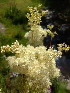 dammväxter älggräs Filipendula Ulmaria vita creamfärgade blommor