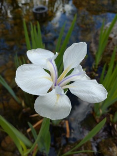 Iris laevigata Snowdrift, vit glansiris
