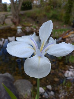 vattenväxter iris vit snowdirit laevigata