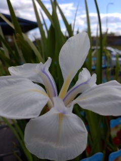 dammväxter Glansiris vit Iris laevigata Snowdrift