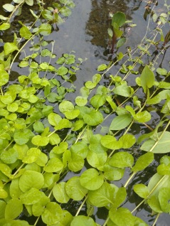 VattenväxtPenningblad Lysimachia Nummularia