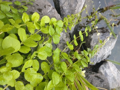Penningblad Lysimachia Nummularia dammväxter