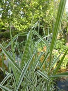 Randgräs  Phalaris arundinacea 'Picta'  vattenväxter