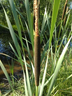 Vattenväxt Kaveldun Typha gracilis vattenrenare