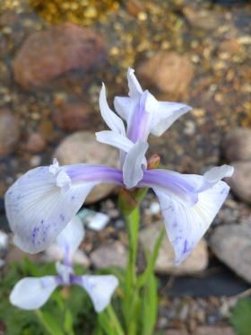 Vattenväxter Iris mottled beauty, dammväxter dammrening