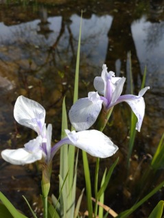 Vattenväxt Glansiris Iris laevigata Mottled Beauty