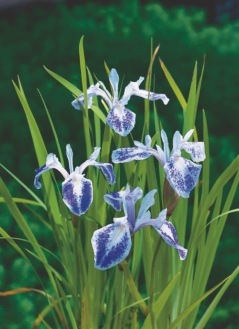 Vattenväxt Glansiris Iris laevigata Mottled Beauty dammväxter