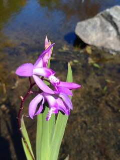 Vattenväxt Mikadoblomma lila Blettila striata japansk jordorkidé