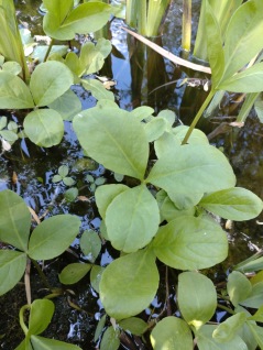 Vattenväxt Vattenklöver Mentha Trifoliata  dammväxter