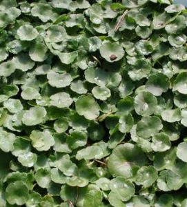 Vattenväxt Spikblad Hydrocotyle vulgaris syreväxter