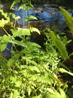 Vattenväxt Kärrbräken Thelypteris palustris Dryopteris