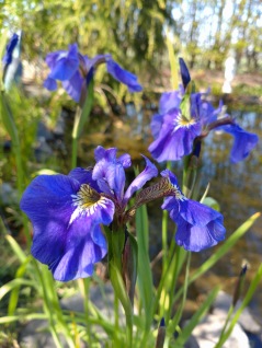 Dammväxter Vattenväxt Tuviris Iris Setosa