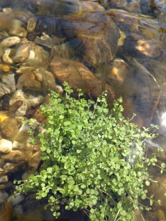 Vattenväxt Kärrmire Anagallis Tenella syreväxt vattenrenande