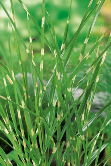 Glansmickanthus Miscanthus sin. 'Zebrinus' dammväxt gräs