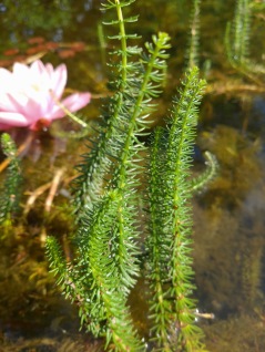 Vattenväxt Hästsvans Hippurus vulgaris syreväxter till dammen