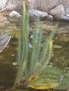 Vattenväxt syreväxter Hästsvans Hippurus vulgaris