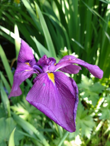 Vattenväxt Japansk iris Iris kaempferii dammväxt