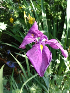 Vattenväxt Japansk iris Iris kaempferii dammväxter