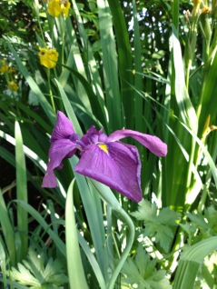Vattenväxt Japansk iris Iris kaempferii dammväxt lila
