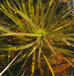 Vattenväxt Vattenaloe Stratiotes aloides dammväxter