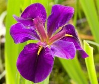Dammväxte vatten växter iris