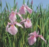 Iris rosa , vattenväxt , dammväxt