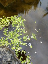 Vattenväxter andmat flytväxt