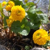 vattenväxt , fylld kabbeleka dammväxter gul