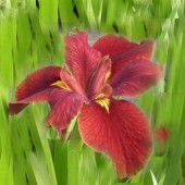 Dammväxter iris röd , vattenväxter