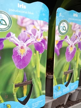 Dammväxter Blå iris , Vattenväxt iris
