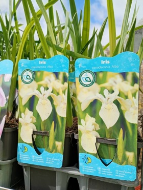 dammväxter vattenväxter iris vit
