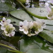 Dammväxter vattenac , vita blommor