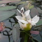 Dammväxt vattenax vaniljdoftade vita blommor