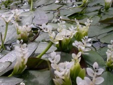 vattenax vita vaniljdoftande blommor