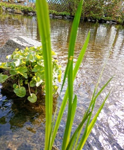 Vattenväxt Kalamus Acorus Calamus vattenrenande växter