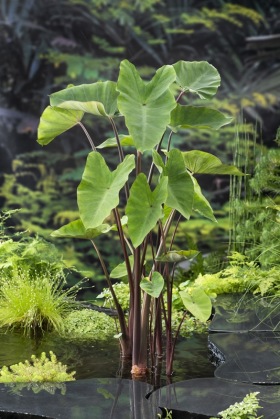 Dammväxt Colocasia esculenta Taro sumpväxt tropisk