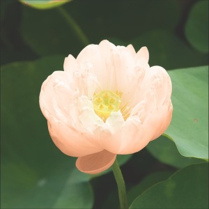 Lotus nelumbo pygmaea cream , tropiska näckrosor Lotus