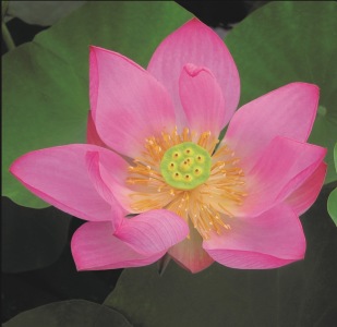 Lotus näckros nelumbo pygmaea rer , vattenväxt röd lotus