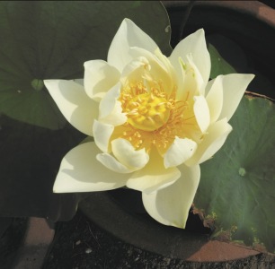 Lotus vit Nelumbo pymaea white tropisk dammväxt