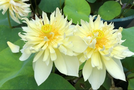 Tropisk näckros . Lotus näckros vattenväxter