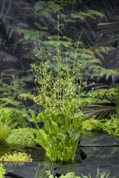 Amerikansk Svalting Alisma parviflora dammväxter